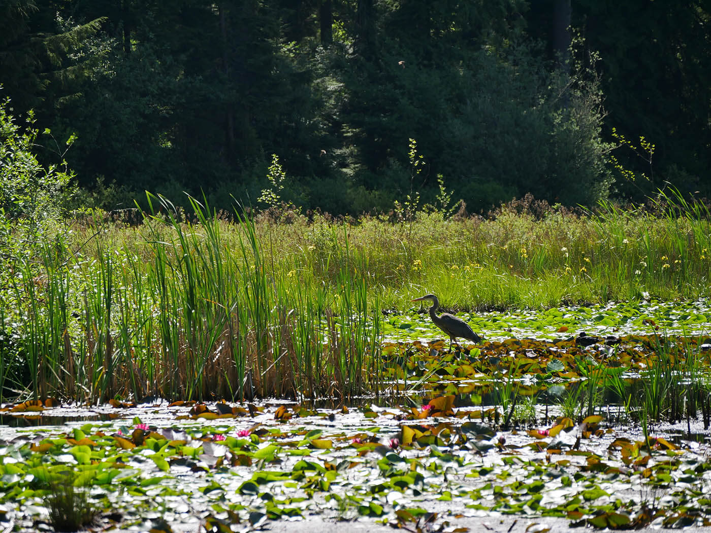 Heron sur Lac Beaver au Stanley Park