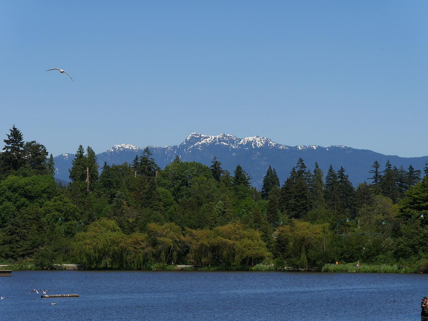 Photo de mouette en vol pris dans le Stanley Park de Vancouver