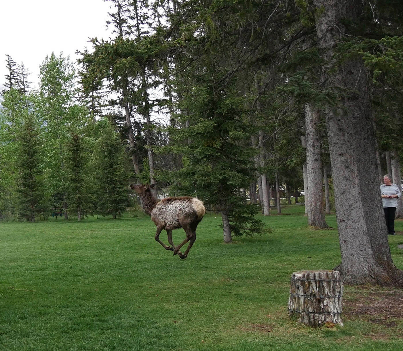 Test du mode 4K Photo avec un élan qui court dans une forêt de Banff au Canada