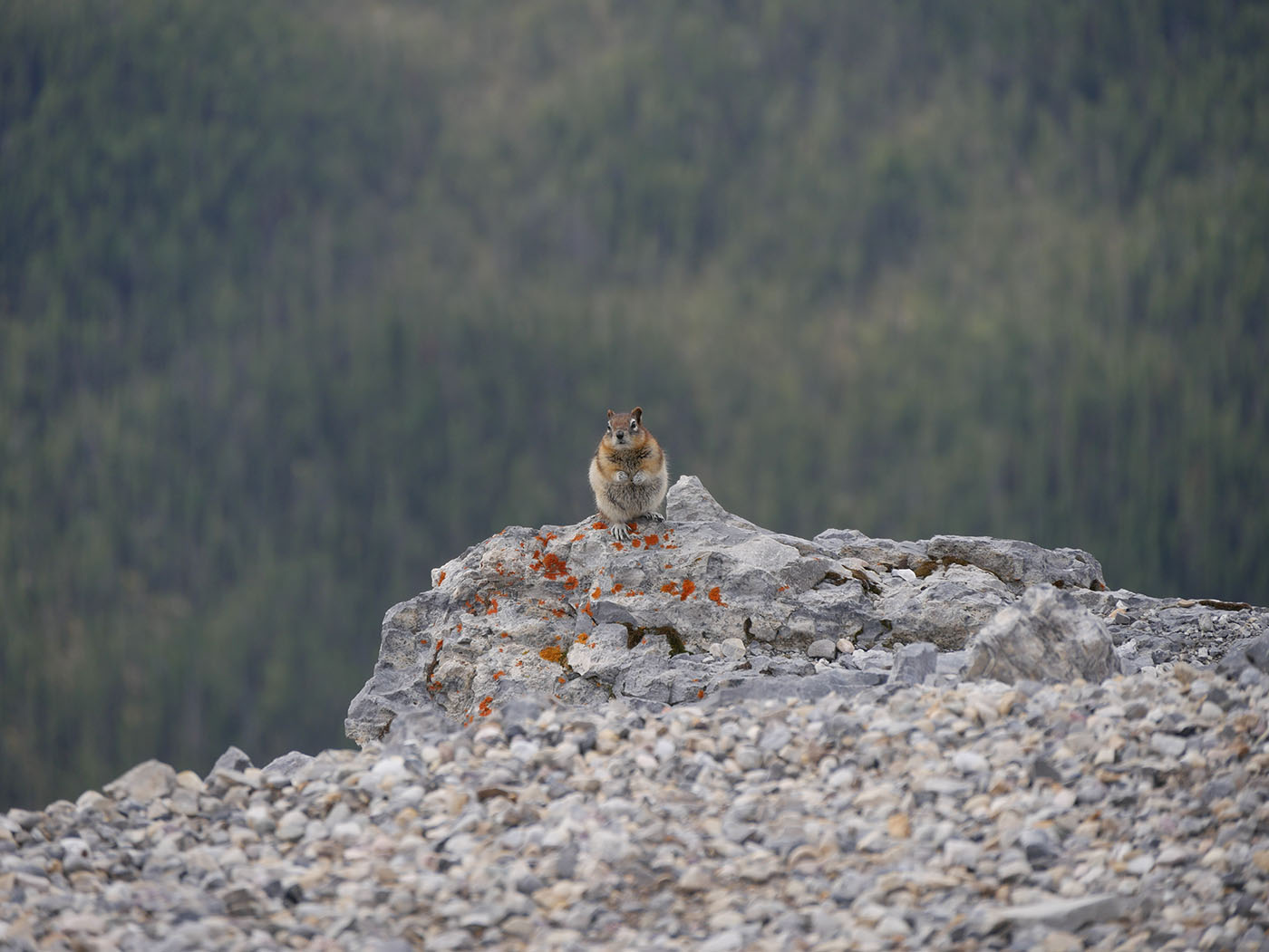 photo animal du Canada : chien de prairie