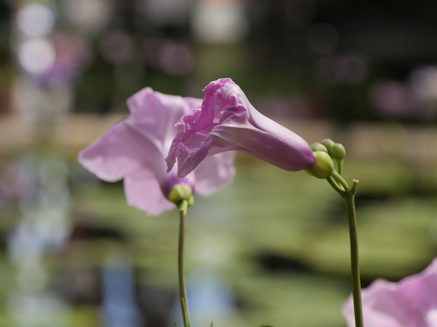 photo macro de fleur