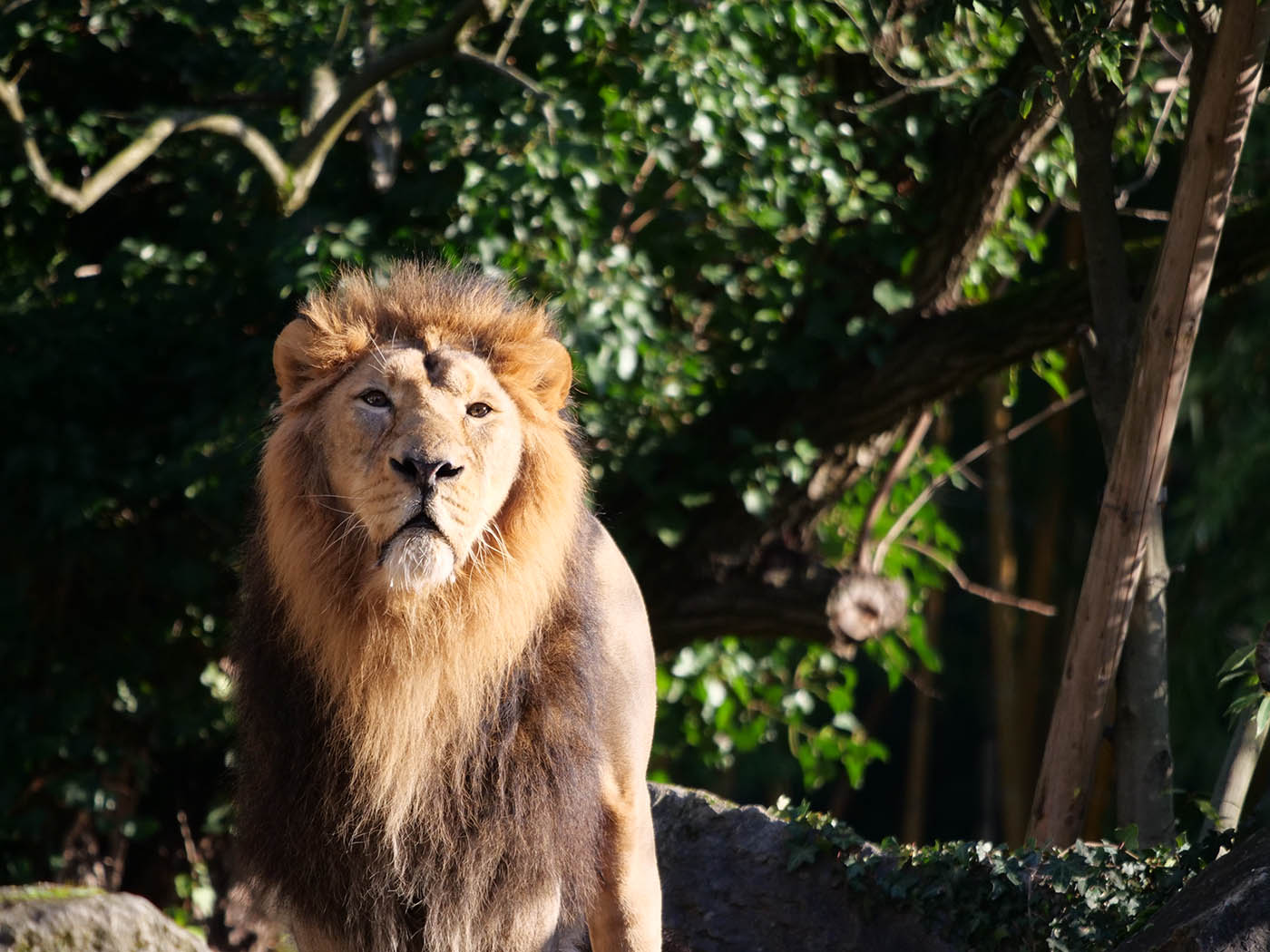 Photo de Lion au Parc de la Tête d'Or