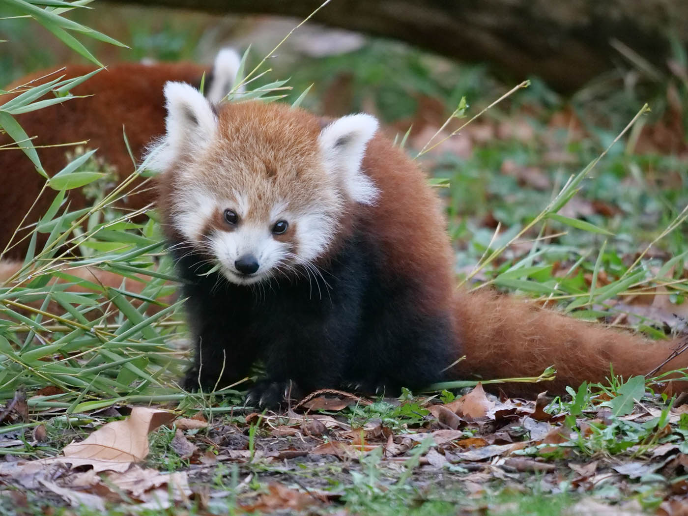 photo de bébé Panda Roux du Parc de la Tête d'Or