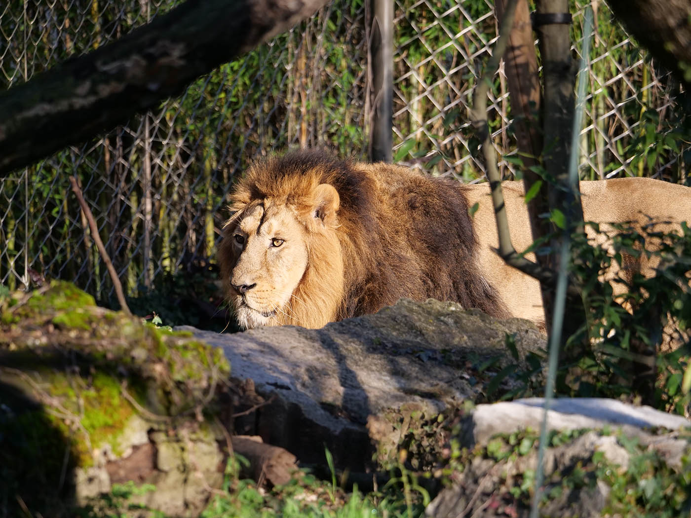 photo animalière d'un lion pris au Zoo du Parc de la Tête d'Or