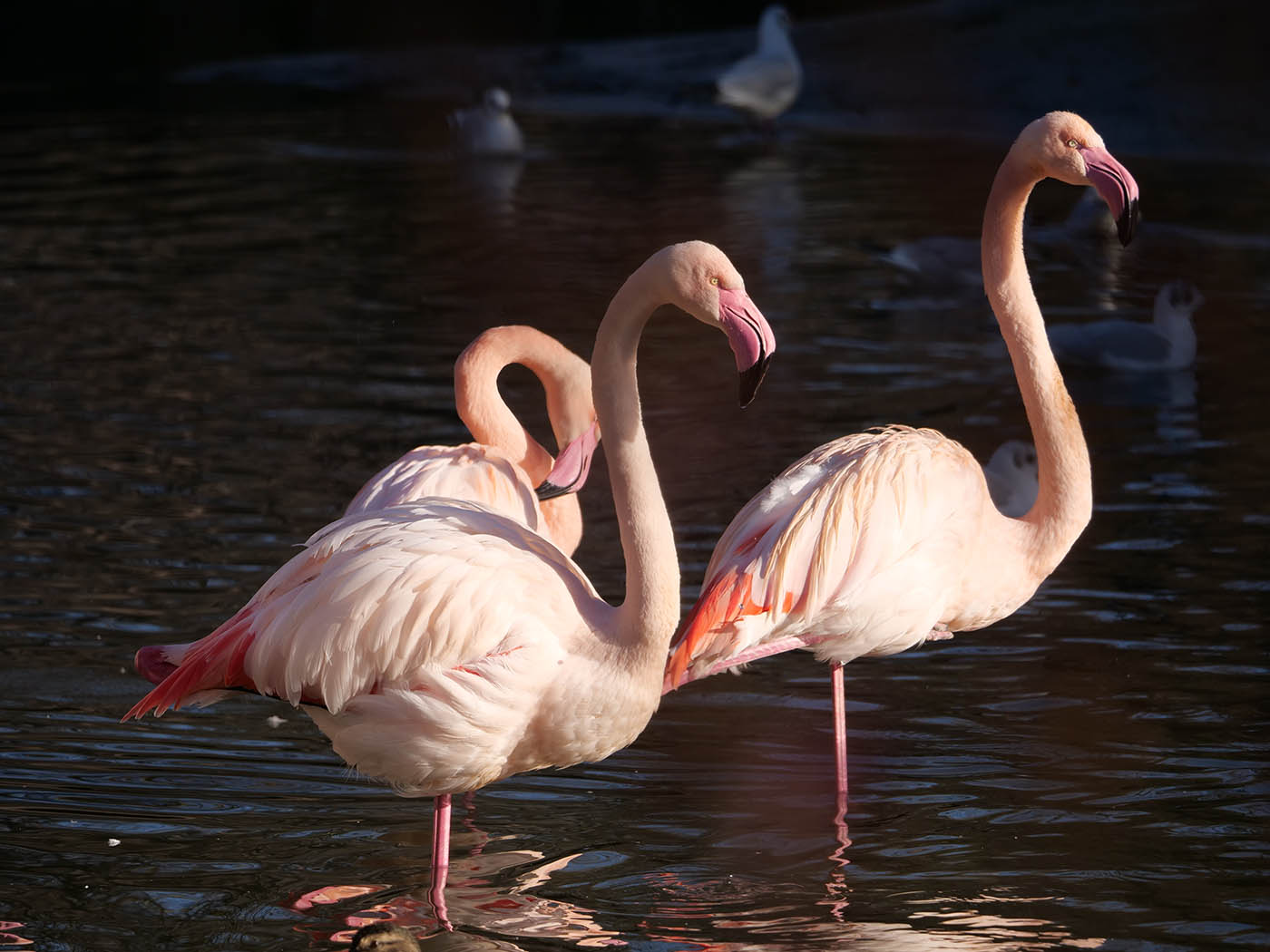 Photo d'animaux prises au Zoo avec l'objectif Panasonic Leica 100-400 mm