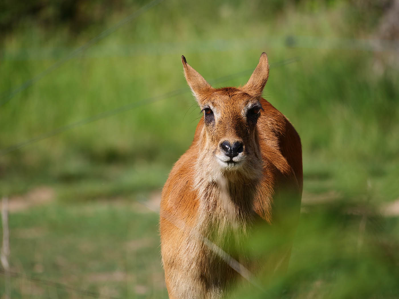 Photogra^hie d'animaux sauvages prise au zoo de Lyon avec le Panasonic Leica 100-400 mm