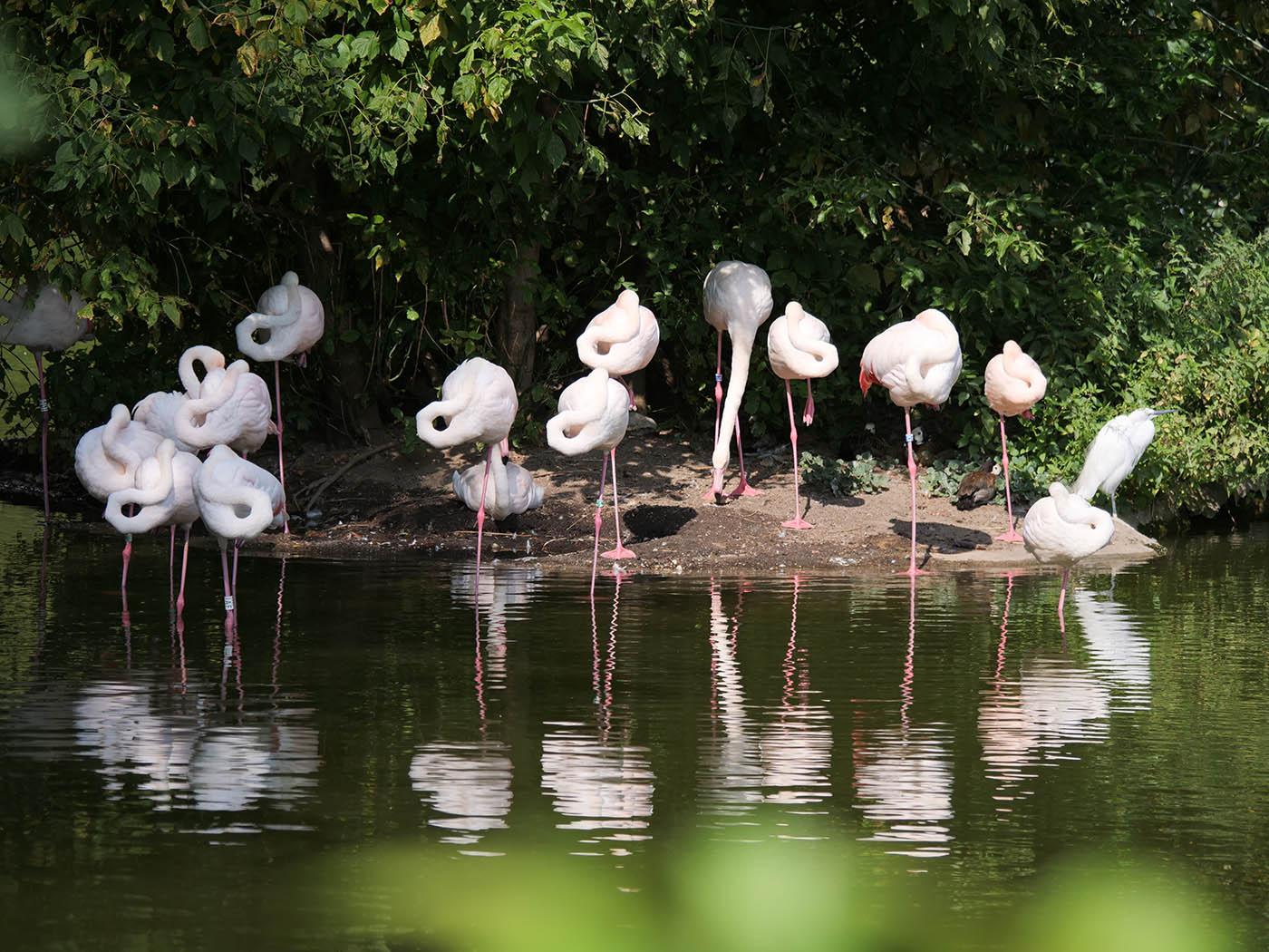 Flamands rose du parc de la tête d'or de Lyon