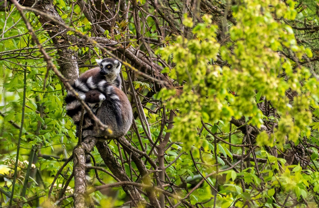 crop zoom Sigma fp L