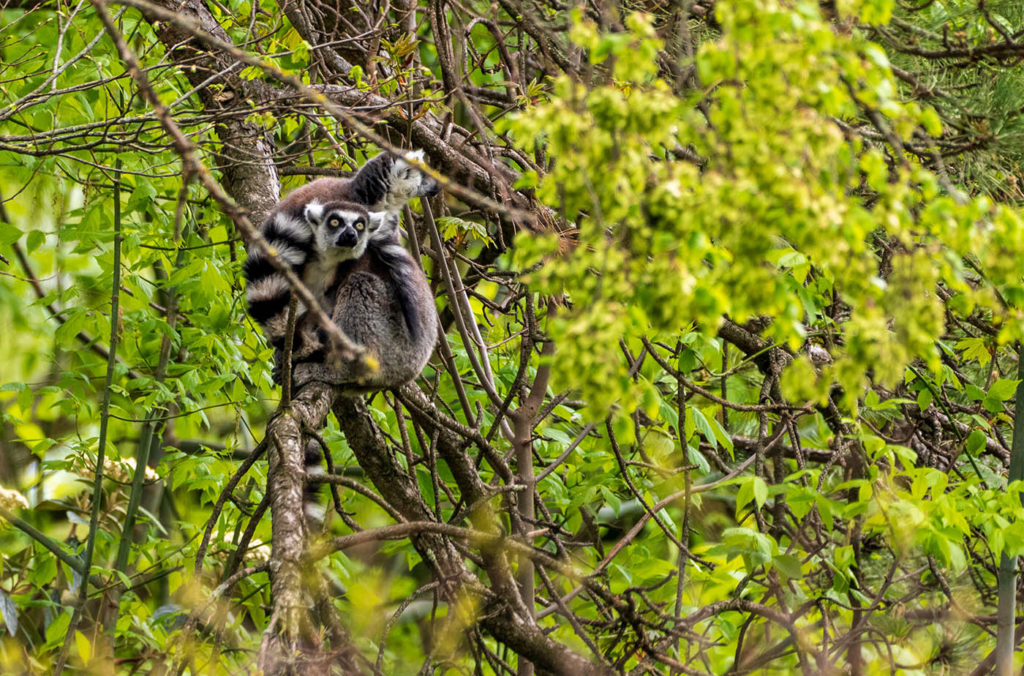 photo animalière de lémuriens