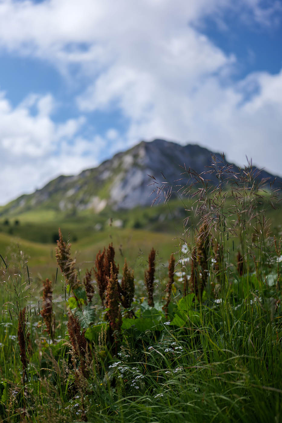 photographie nature en montagne