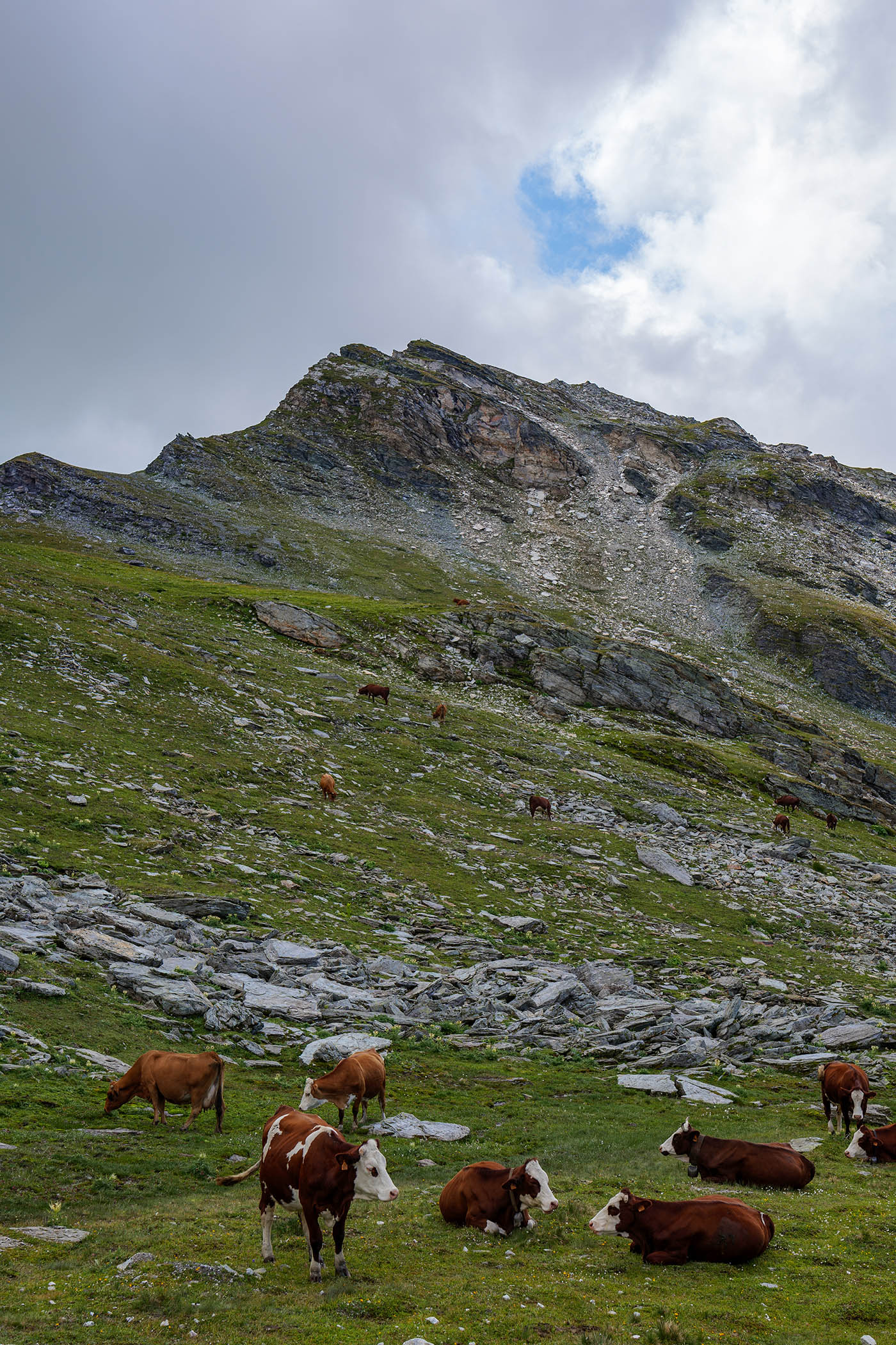 troupeau de vaches dans les Alpes
