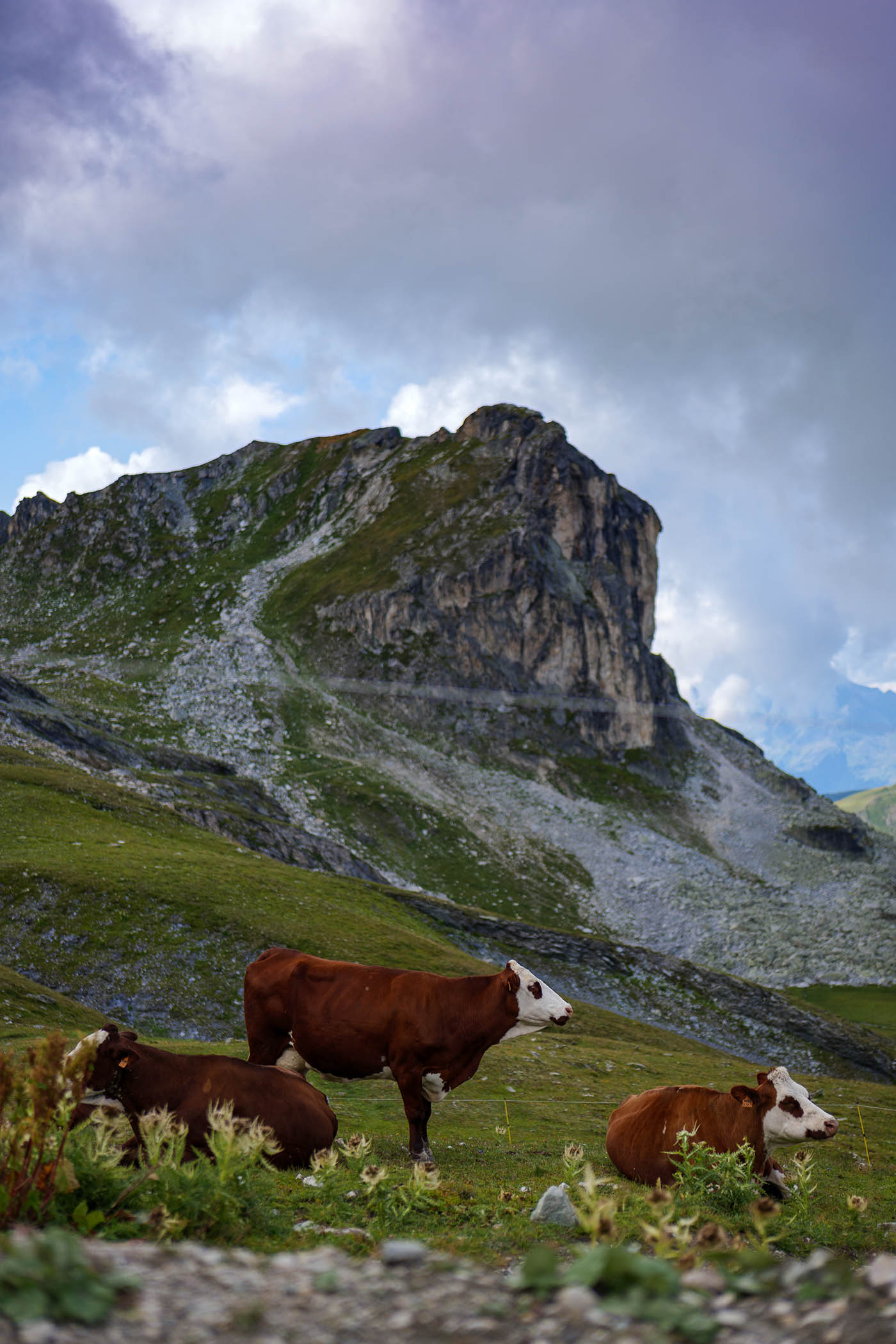 troupeau de vaches laitière dans les alpages