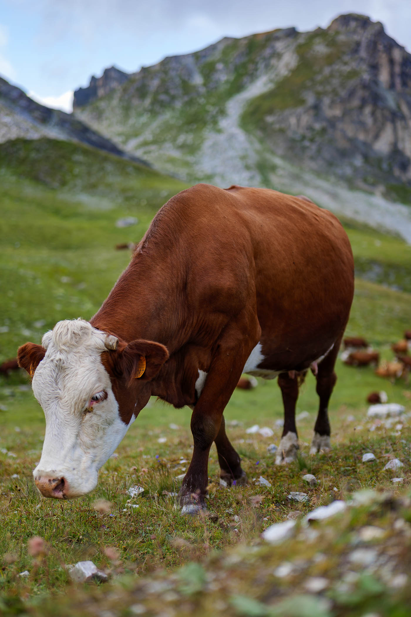 vache dans les alpages en Savoie