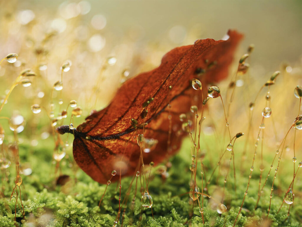 Lh 66 Pare- De Remplacement Pour 12 40 Mm F2.8 Pro Plastique Noir