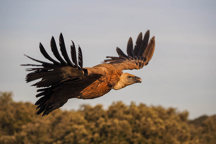 photo oiseau en vol