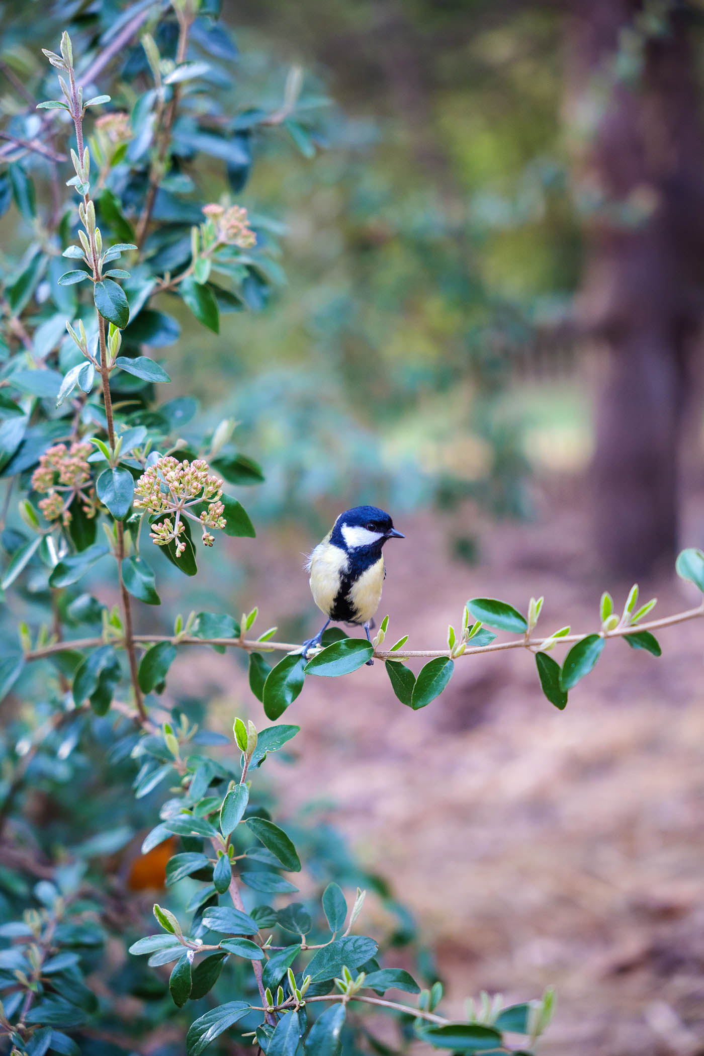 autofocus oiseau Sigma 28-70 mm f2.8