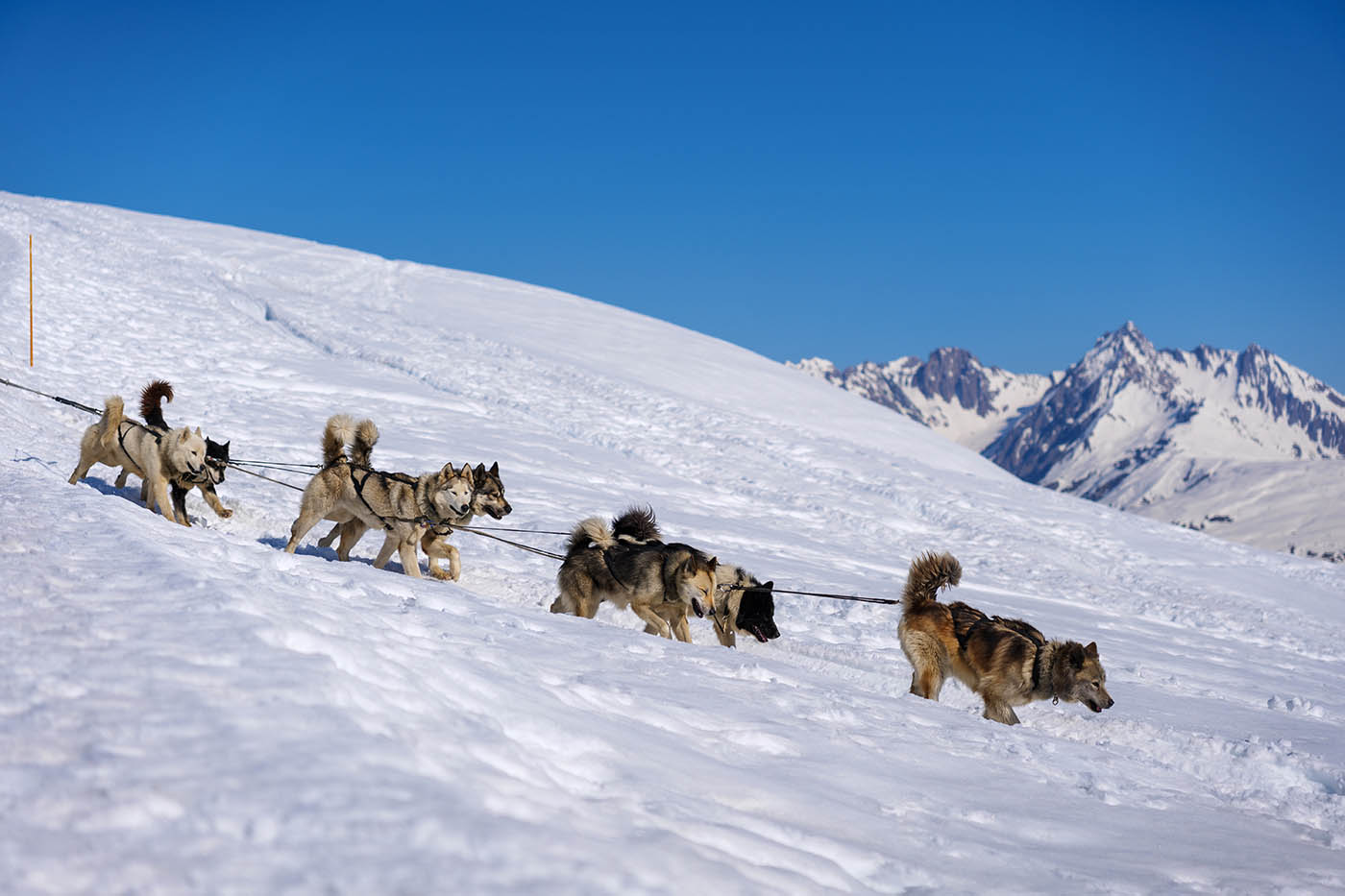 chiens de traineaux