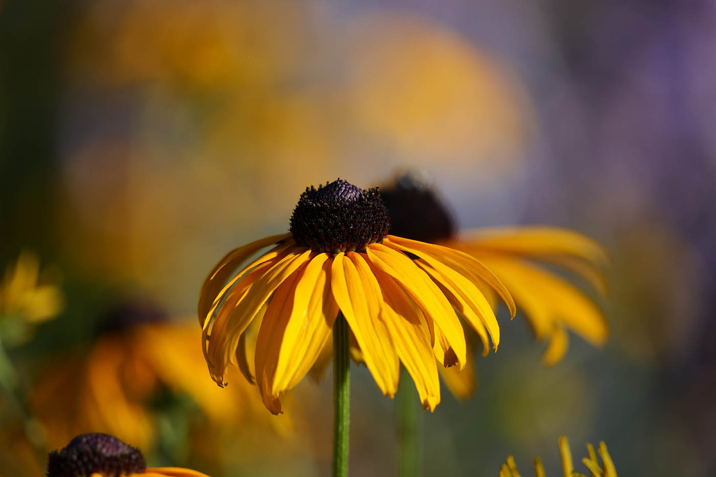 faire de belles photos macro