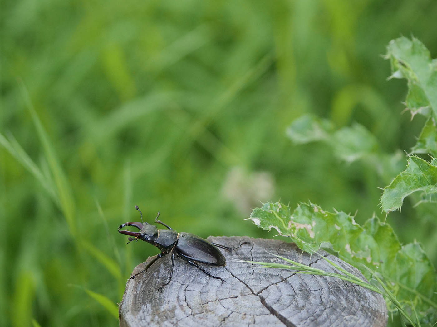 macro photo insecte