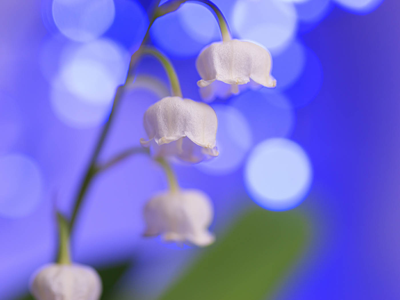 macrophoto fleurs muguet