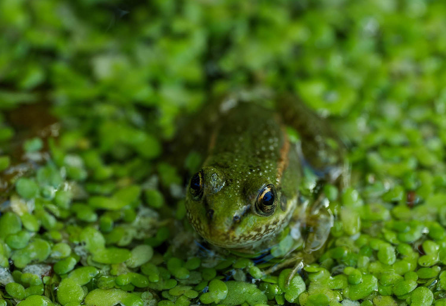 macrophoto de grenouille