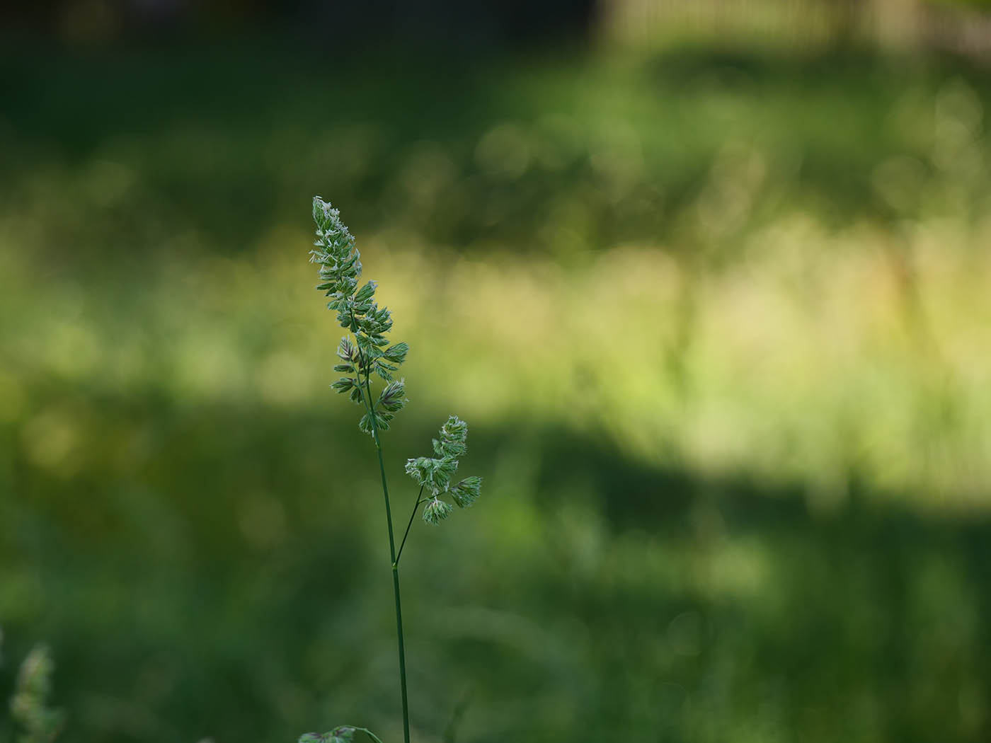 macrophotographie fleurs tutoriel