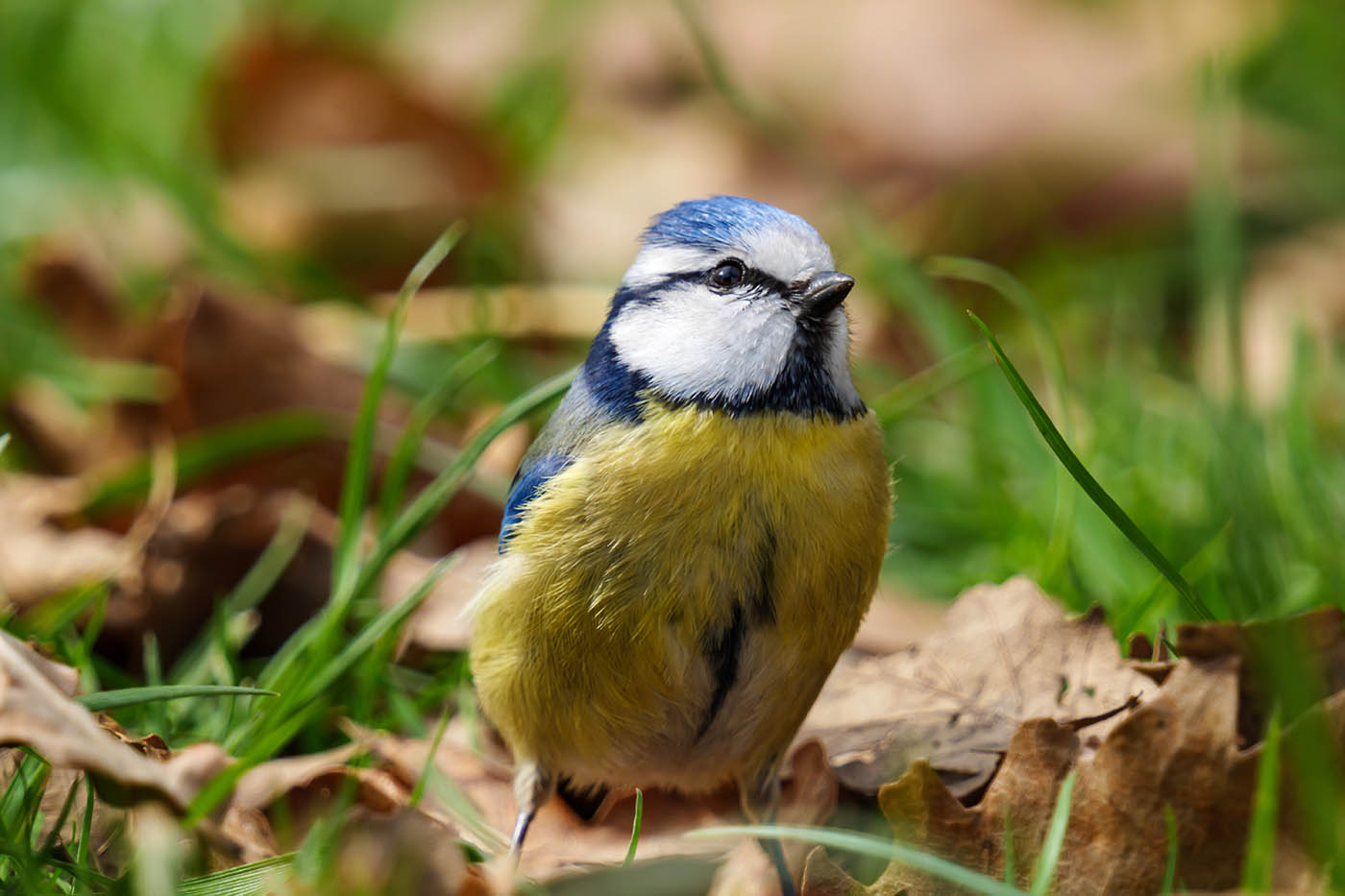 mésange charbonnière à 1200 mm