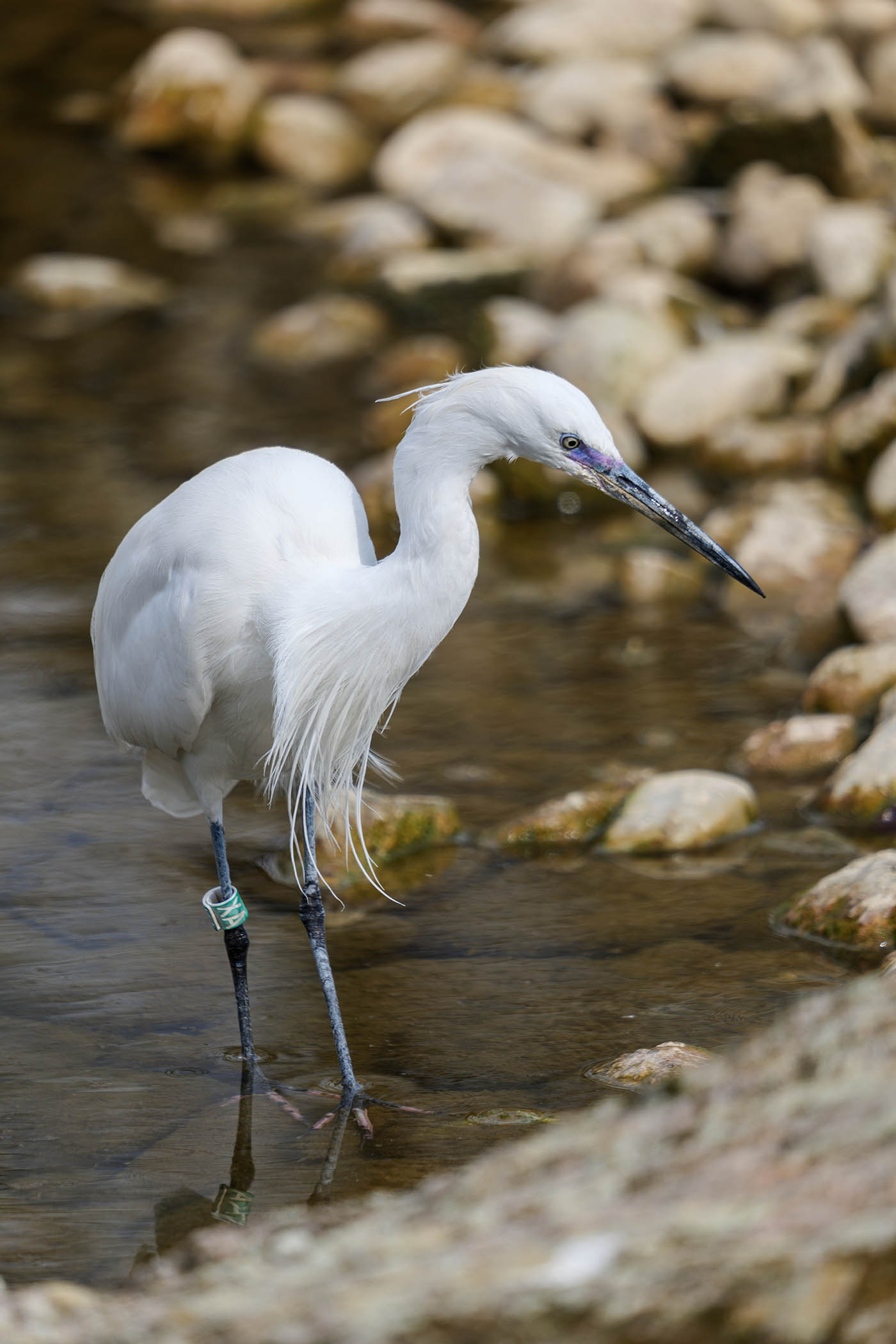 photo aigrette au Sigma 150-600 mm f5-6.3 DG DN OS Sports