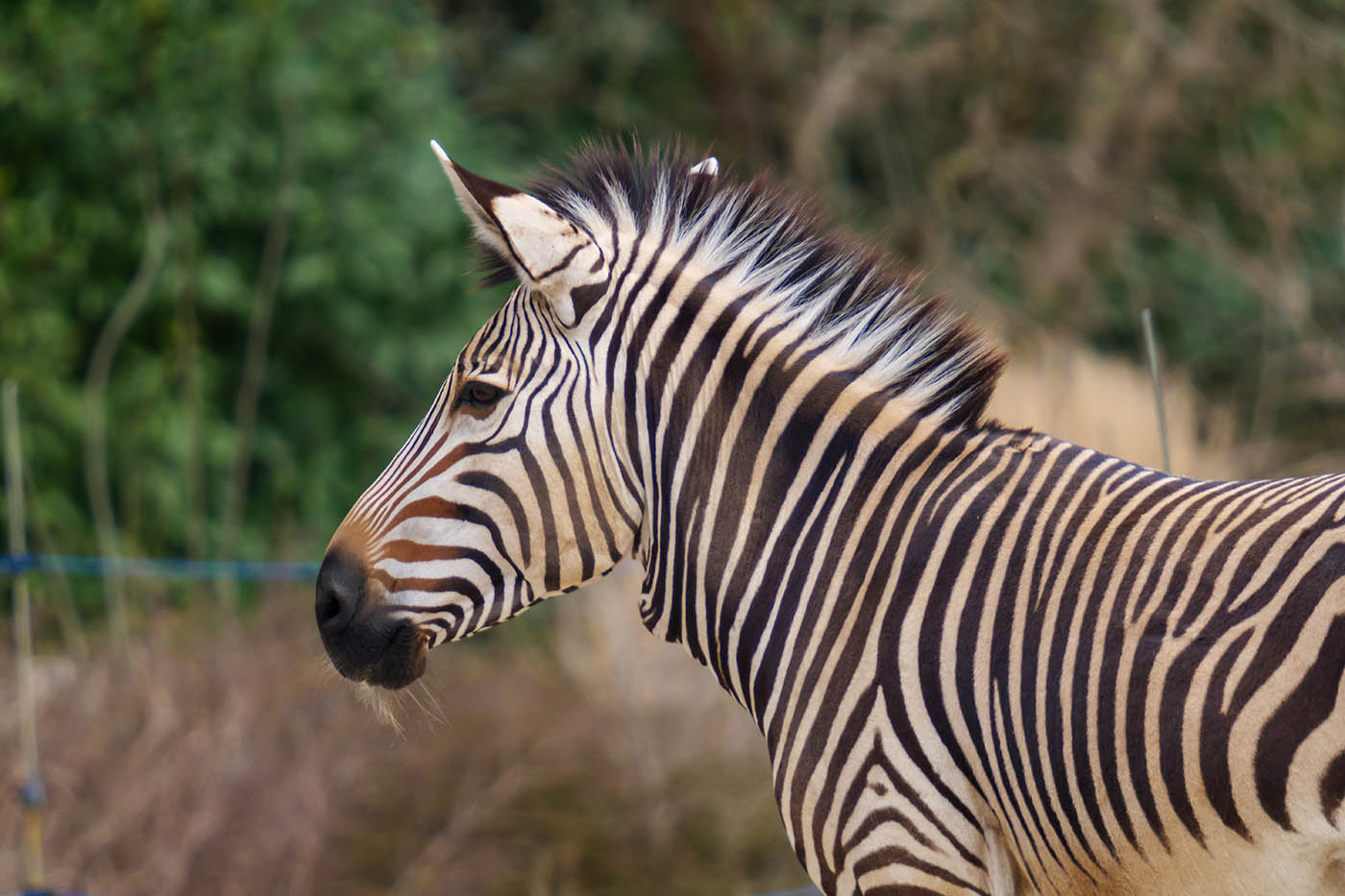 photographie animalière avec téléconvertisseur_x2