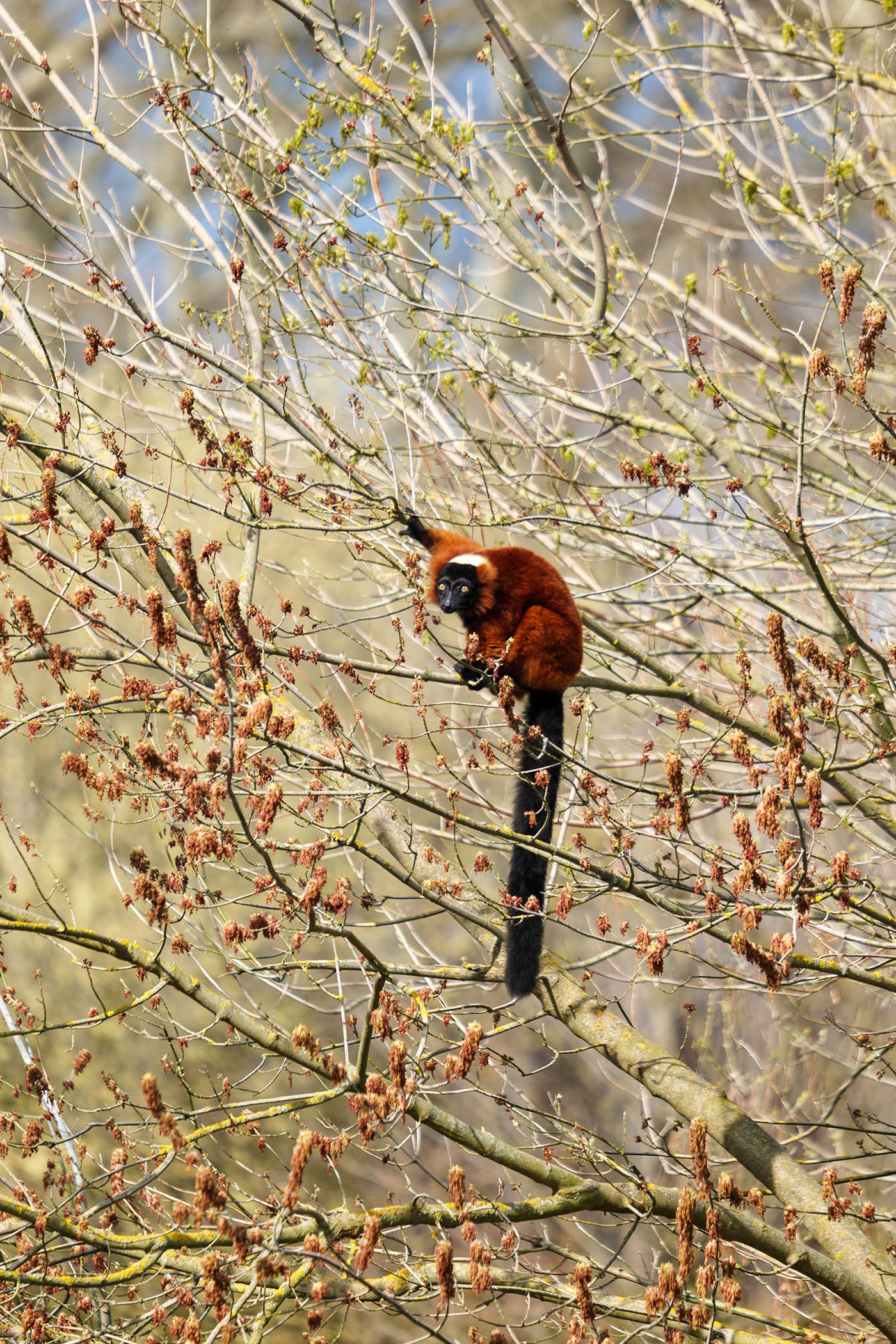 photographie animalière lémurien au Sigma 150-600 mm f5-6.3 DG DN OS Sports