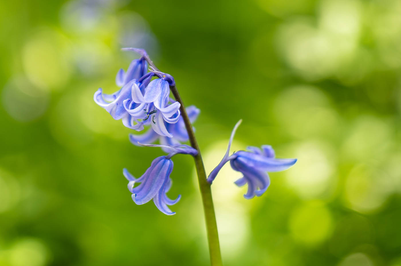 ronds de bokeh