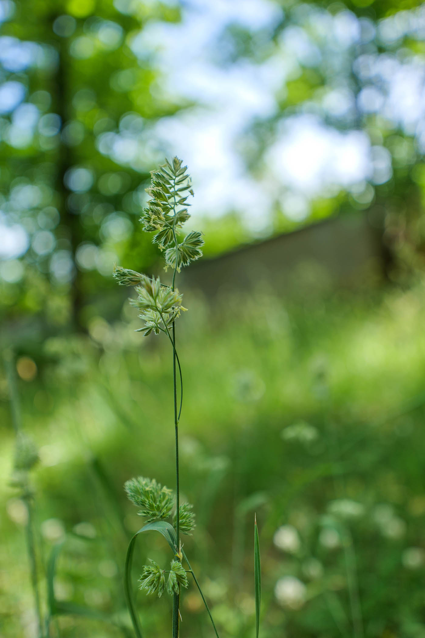 Sigma 16-28 mm f2.8 DG DN Contemporary bokeh