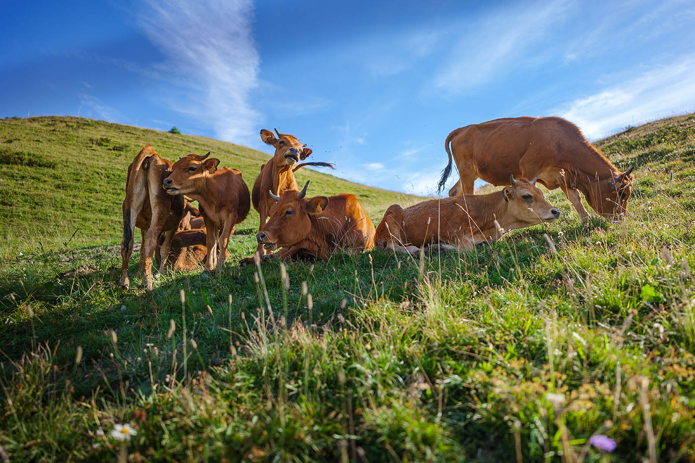 vaches d'Abondance dans les Alpes francaises