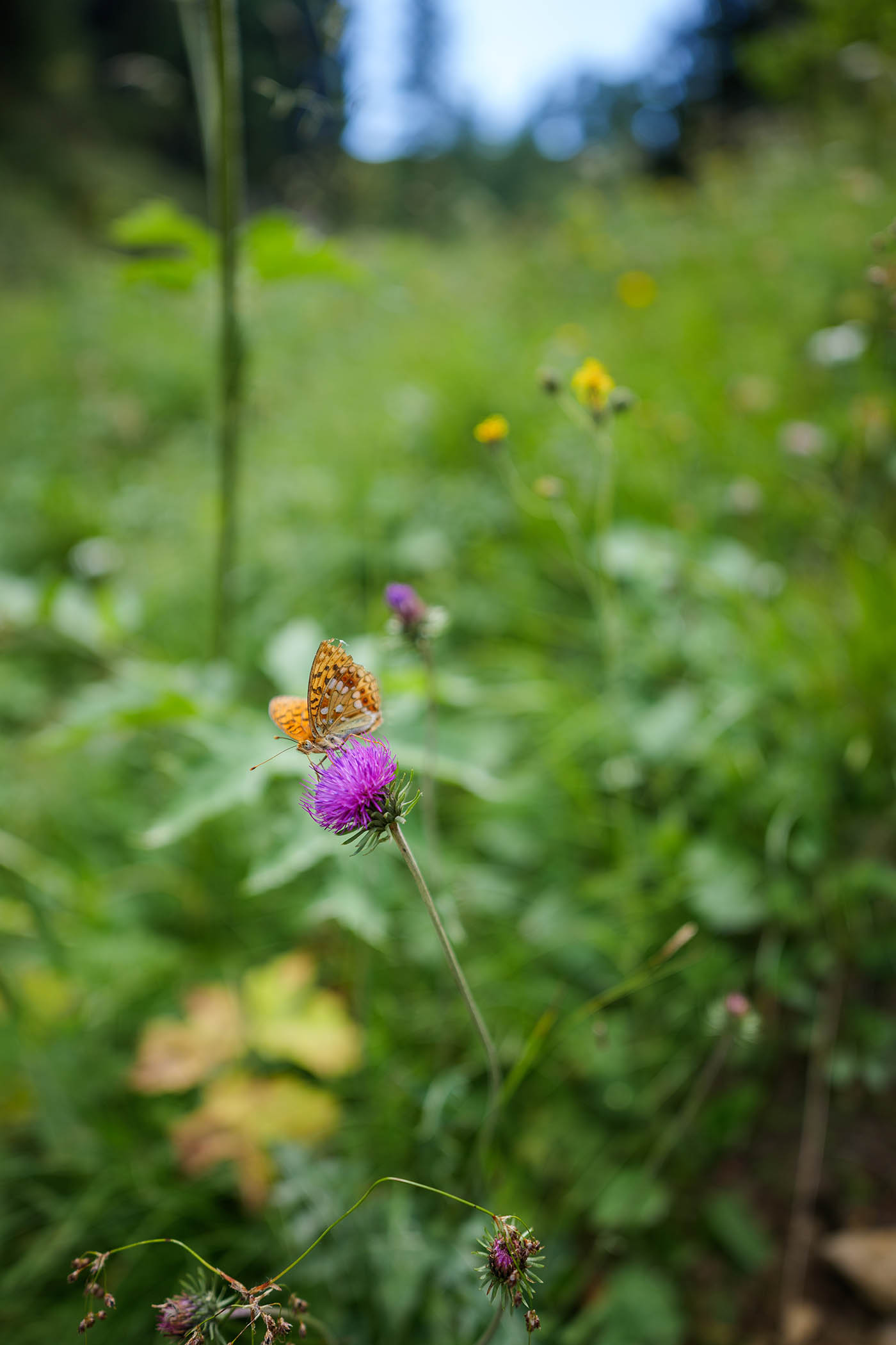 Sigma 20 mm f1.4 DG DN Art bokeh