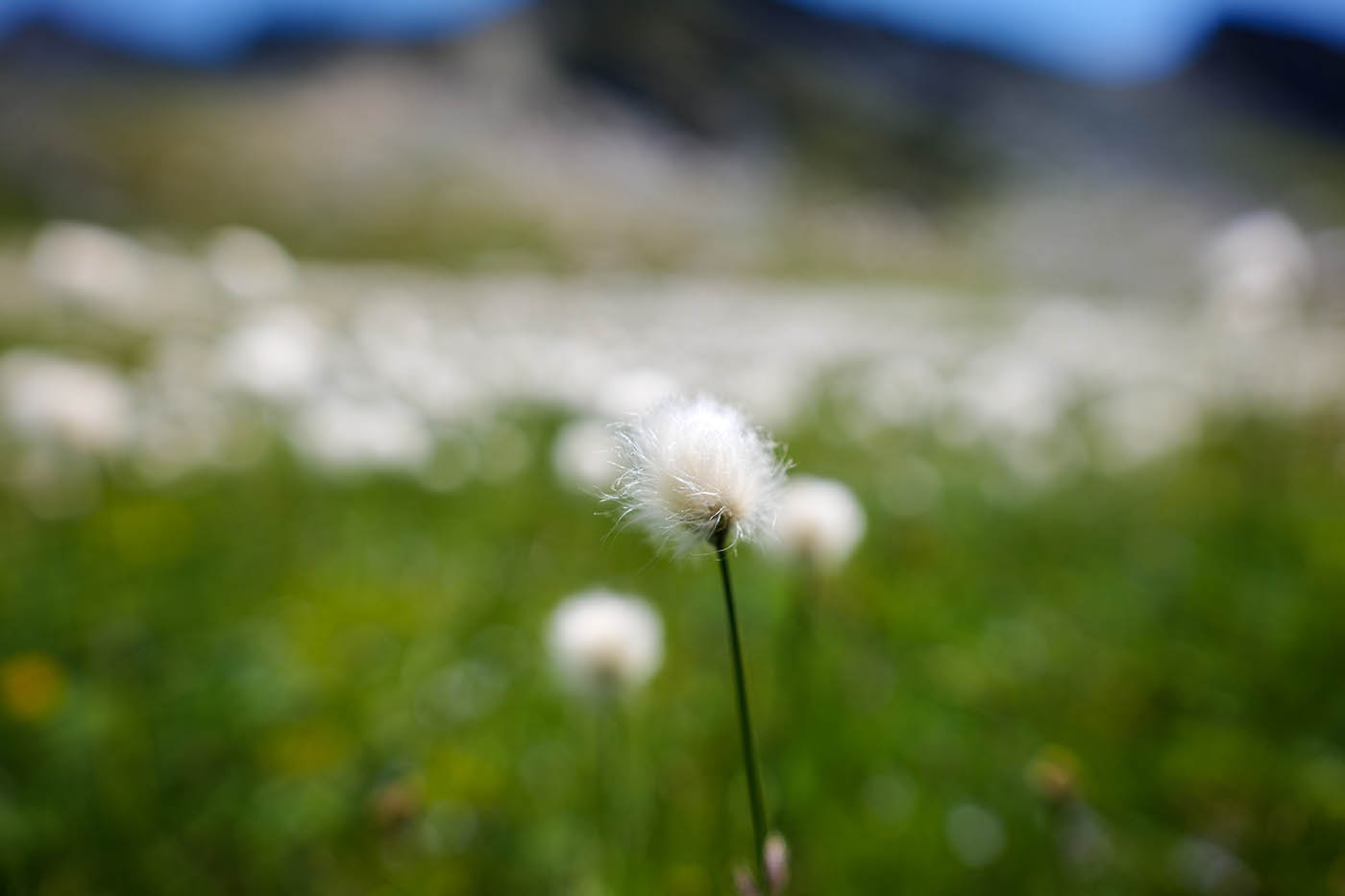 fleur des alpes