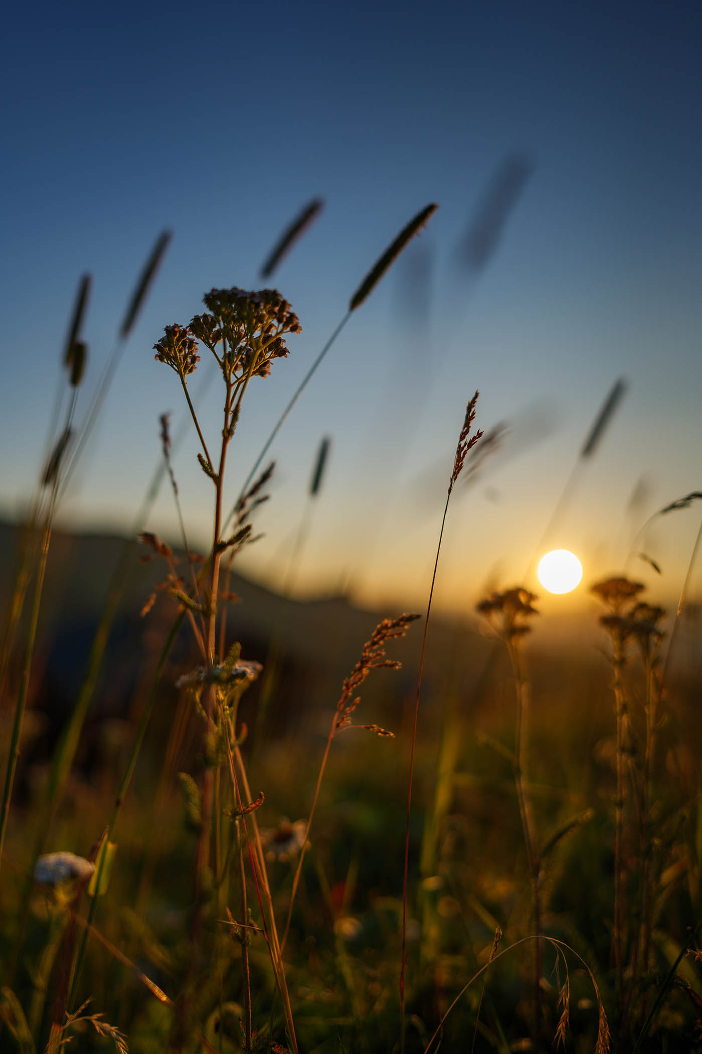 grand angle et gros plan fleur