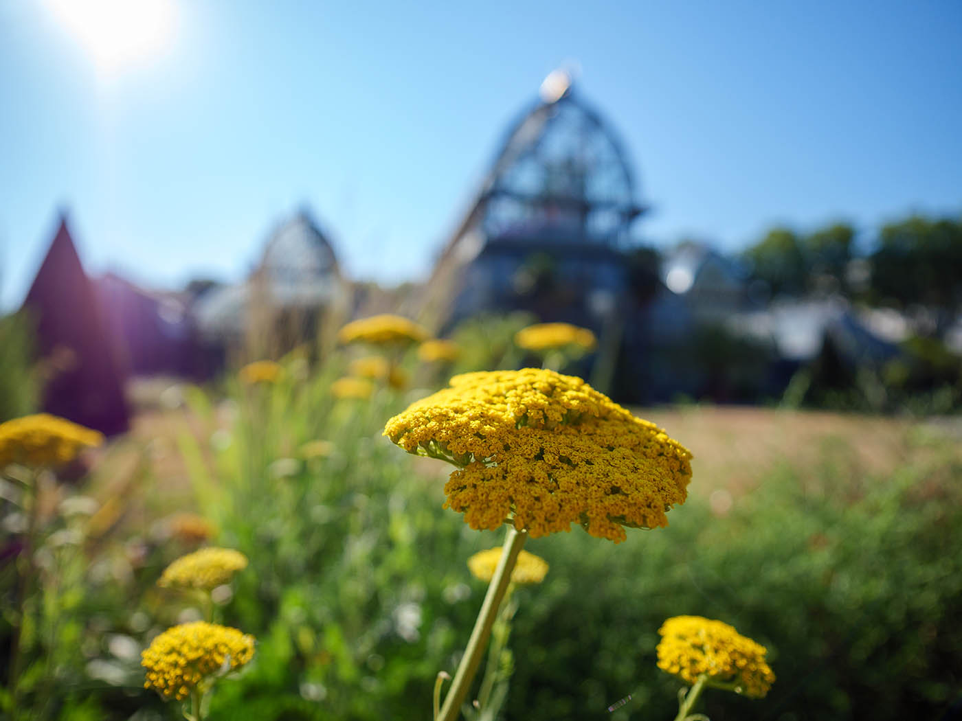 photo de fleur et d'architecture