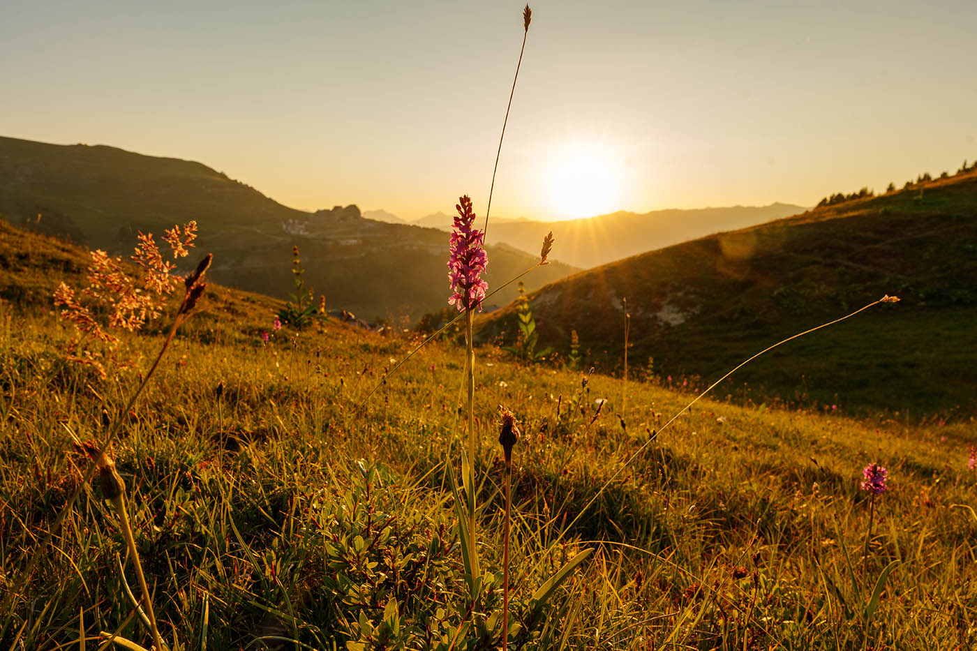 photo de fleur à l'heure dorée