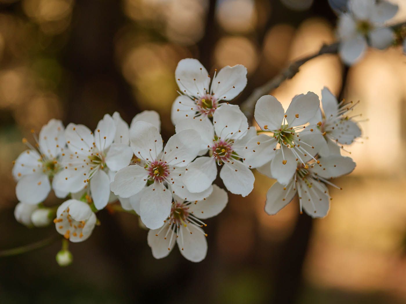 Panasonic Lumix 30 mm f2.8 bokeh