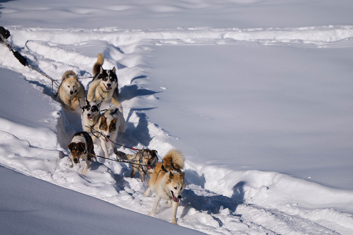 chiens de traineaux en rafale