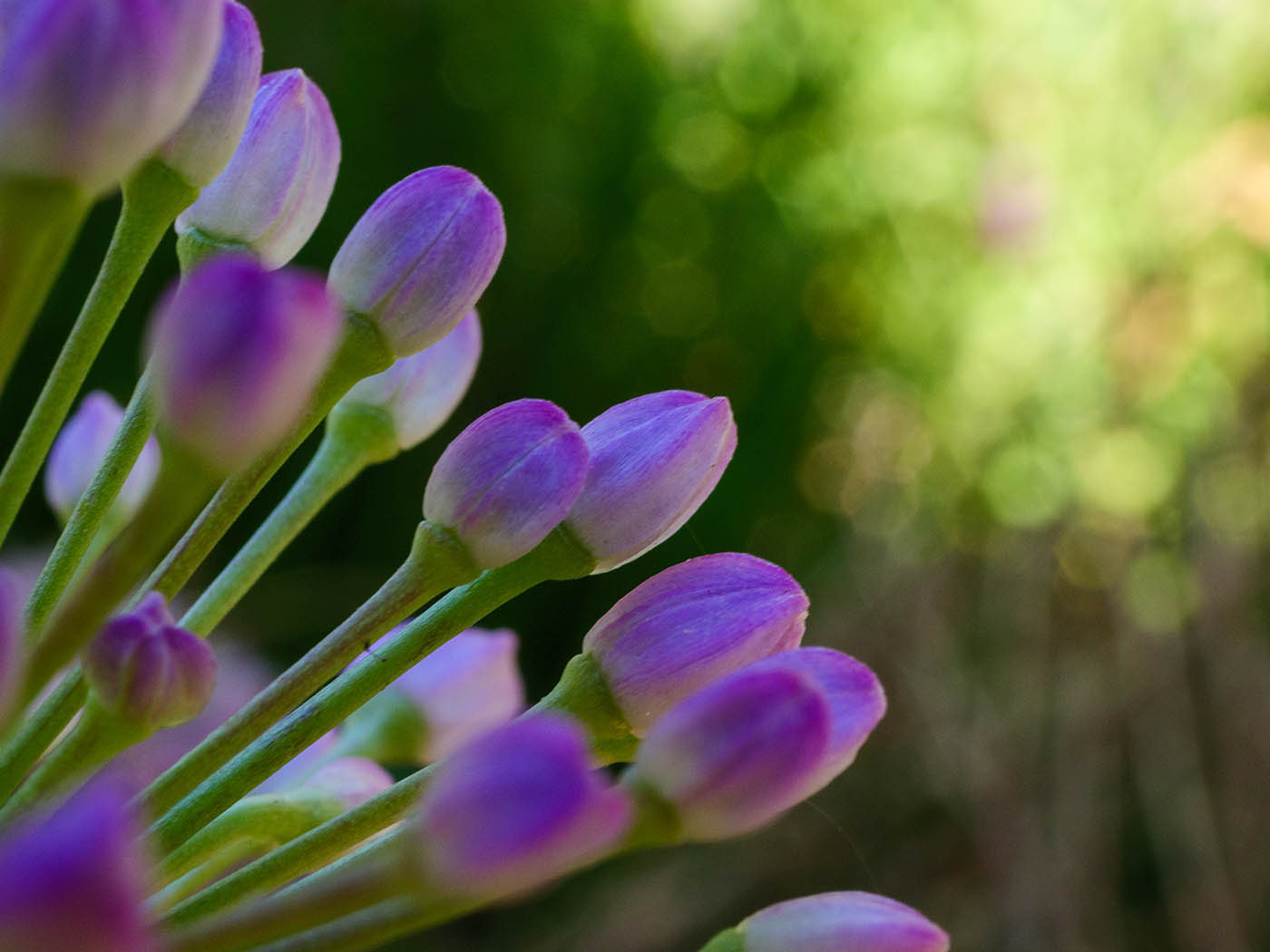 macro fleurs avec bokeh