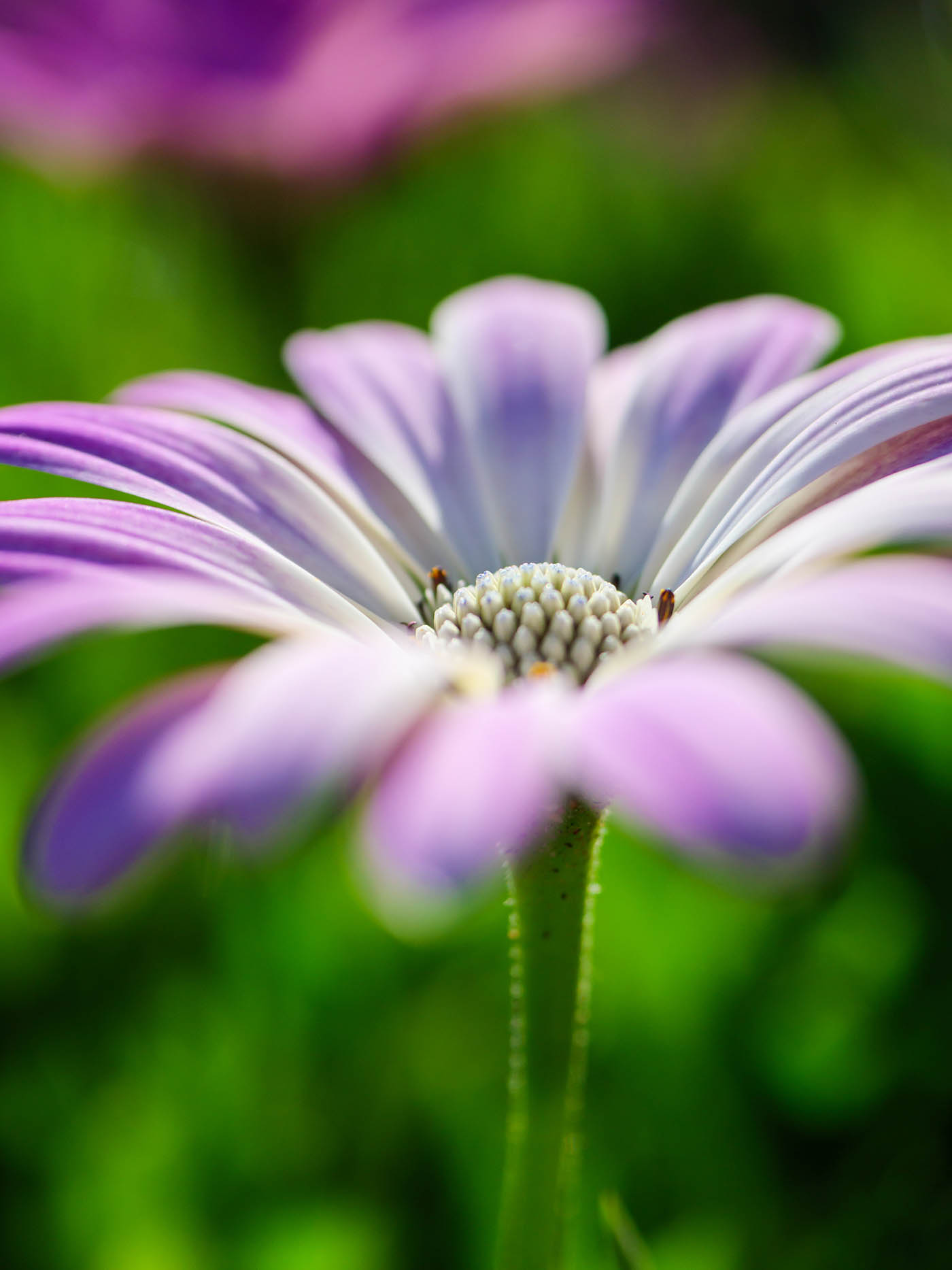 macro photo de fleurs avis