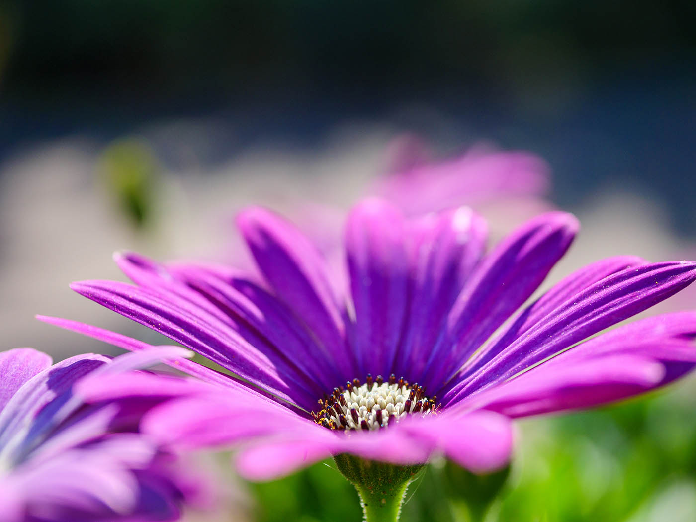 macrophoto fleurs test terrain