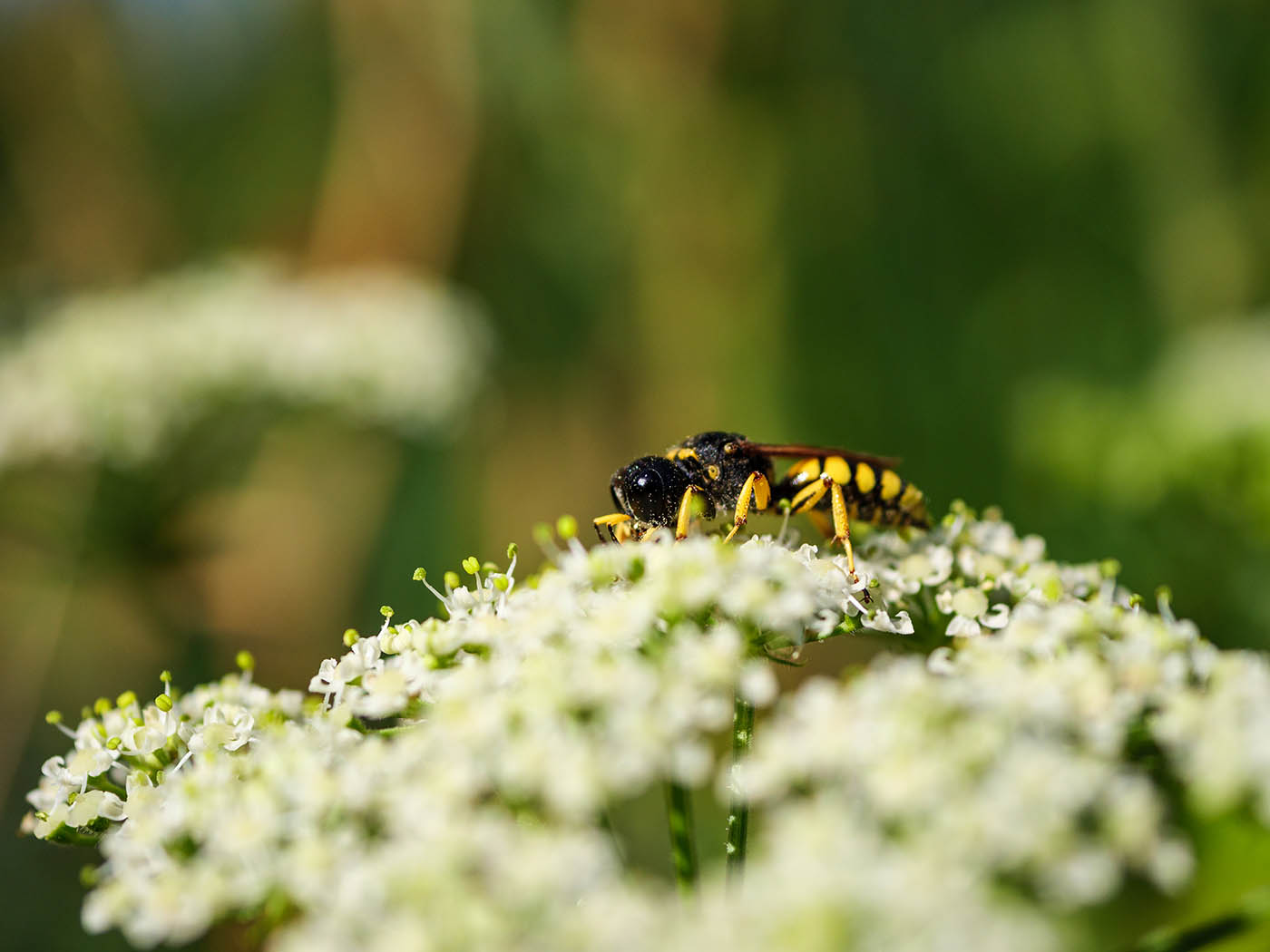 macrophotographie insectes avec Panasonic 30 mm f2.8