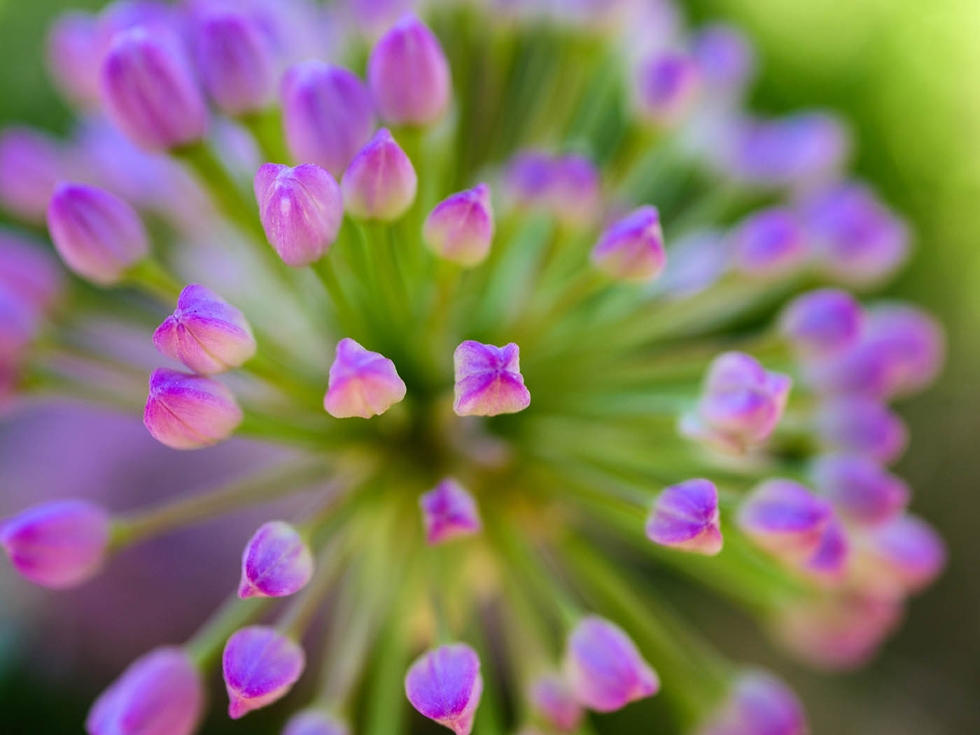 objectif Panasonic pour la photo de fleurs