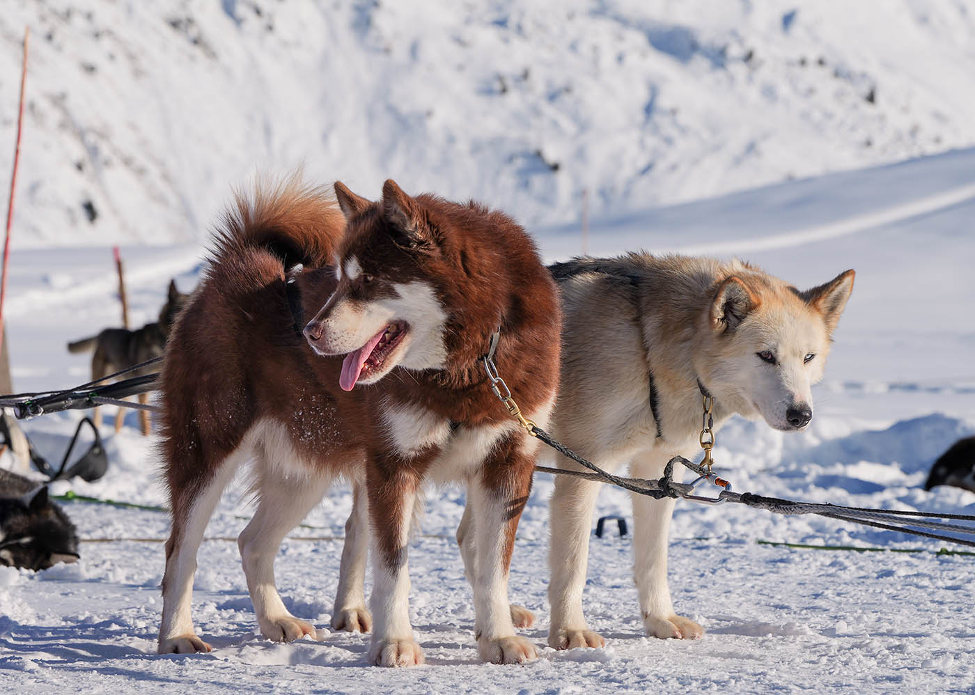 photo de chiens de traineaux