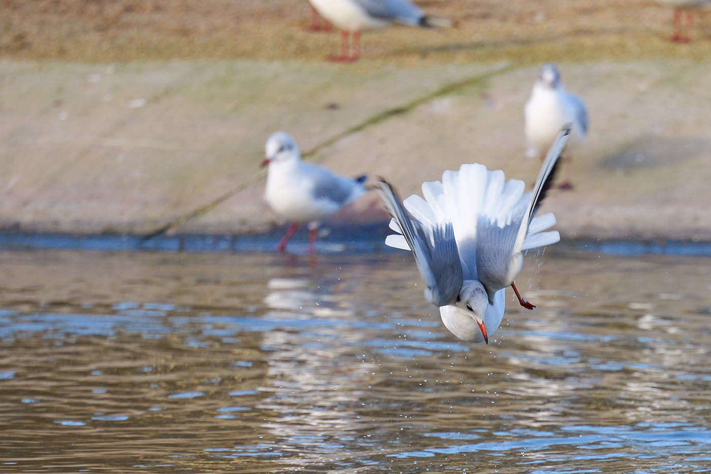 gros plan oiseau en vol et rafale au Panasonic Lumix S5 IIX