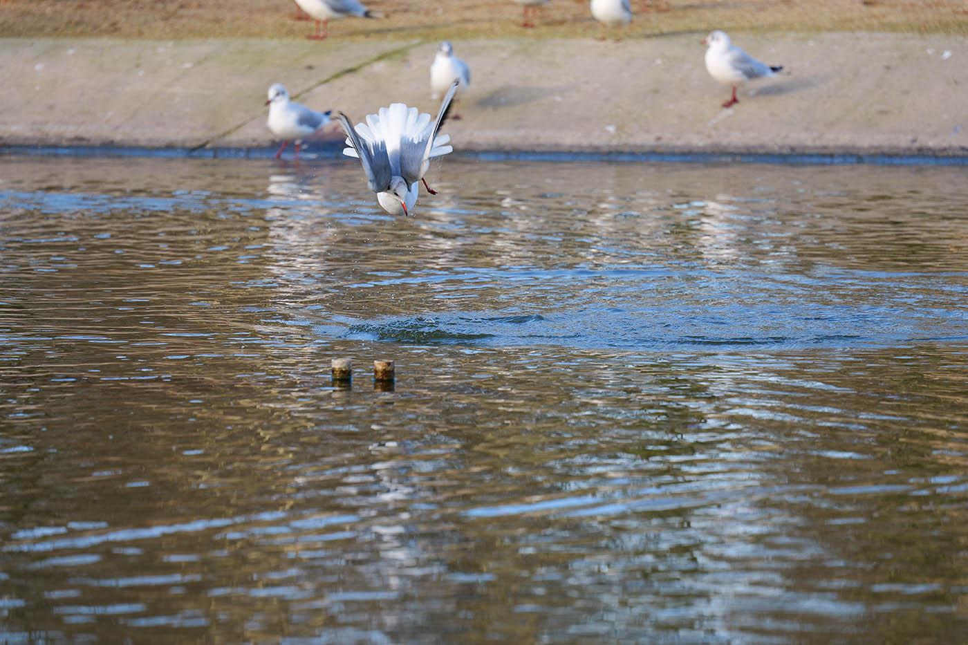 oiseau en vol