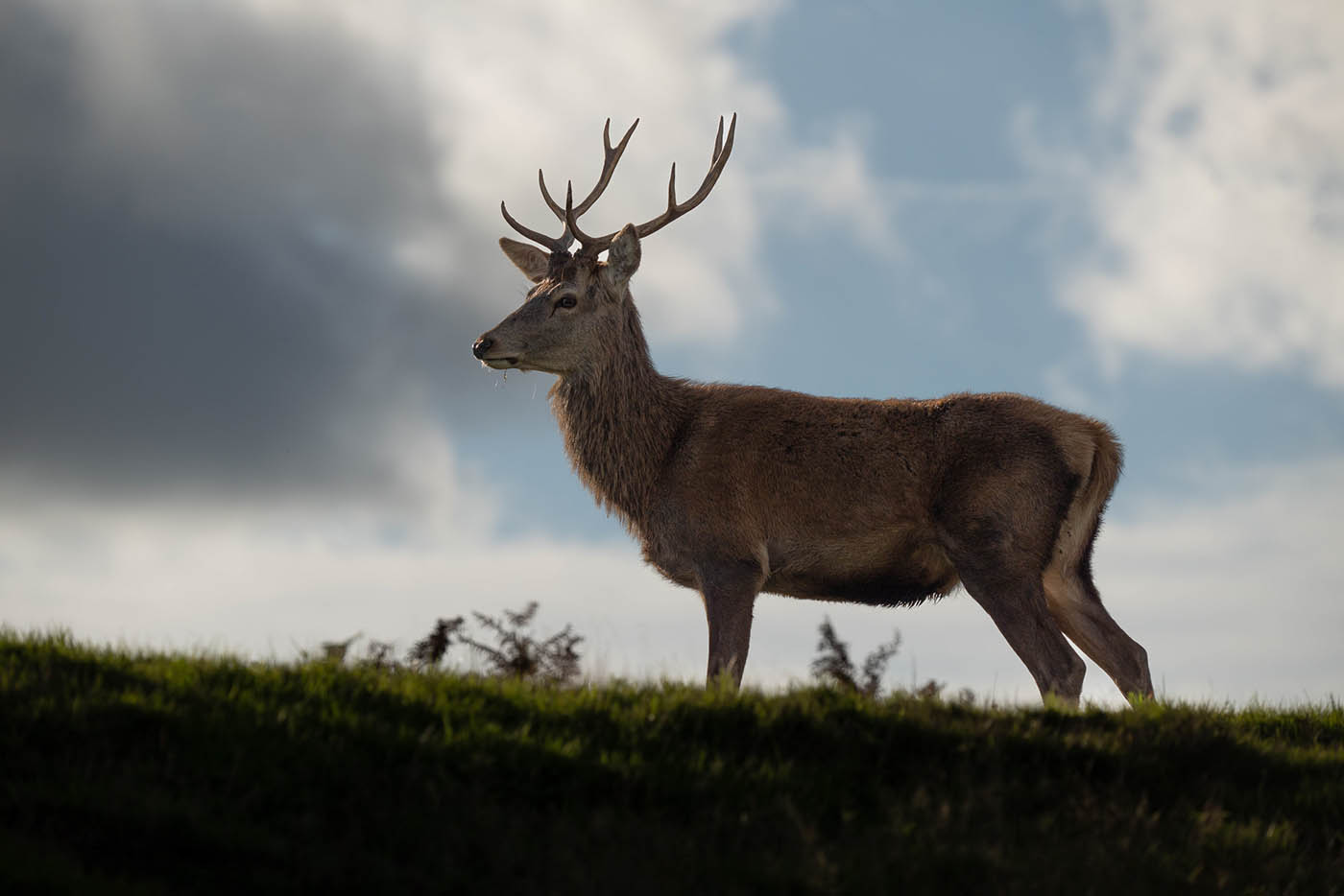 photographie animalière