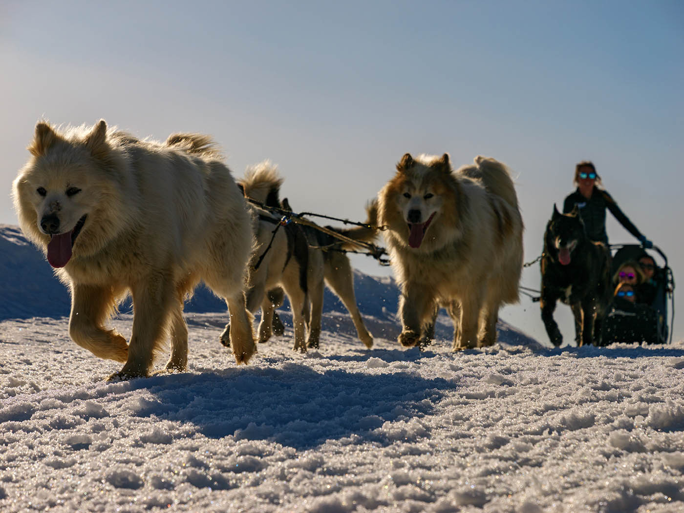 chiens de traineaux